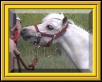 AMHA/AMHR Stallion Banjo