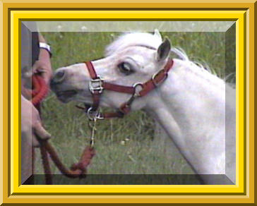 AMHA/AMHR Stallion Banjo