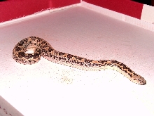 My First Snake