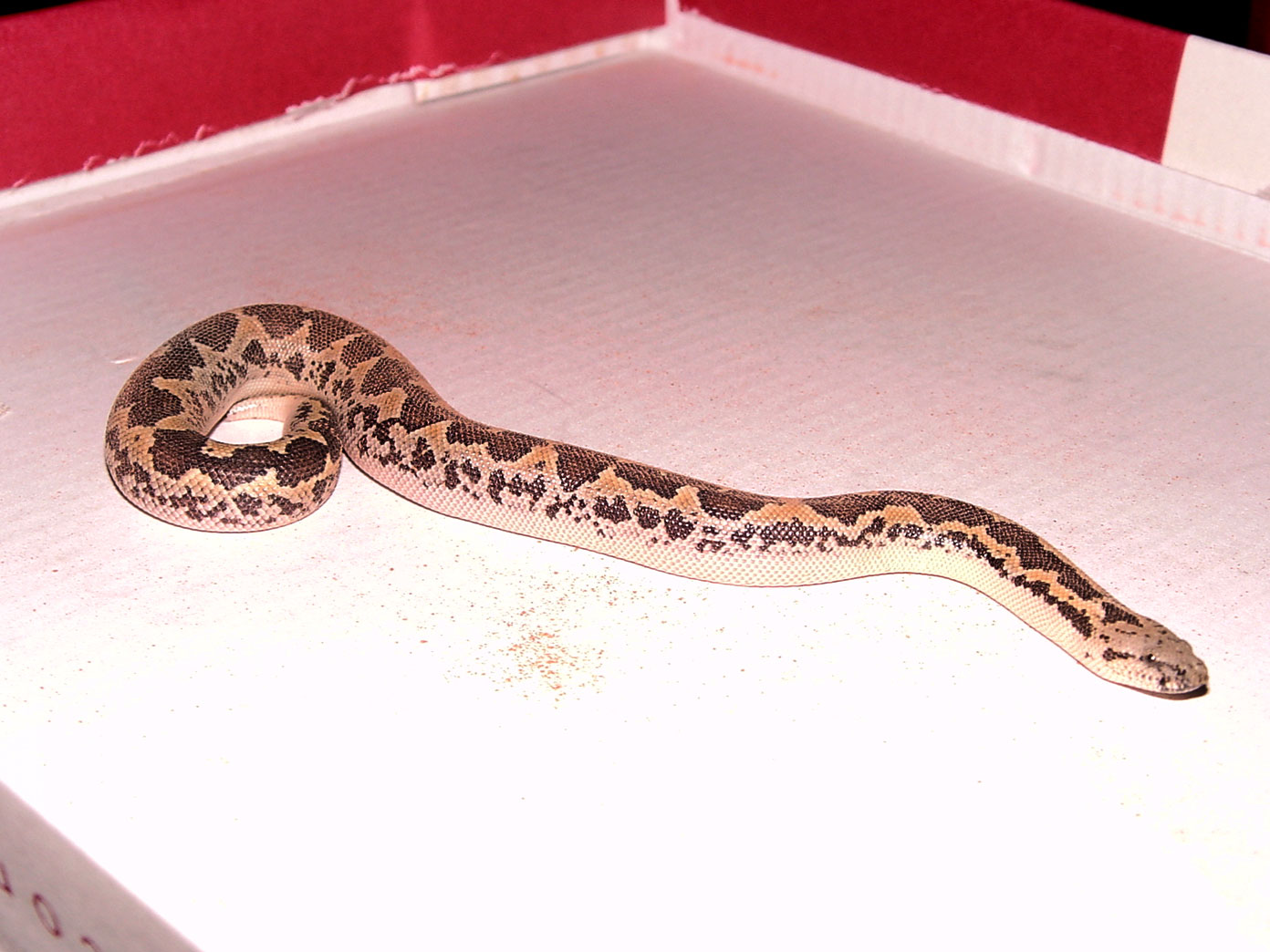 My First Snake