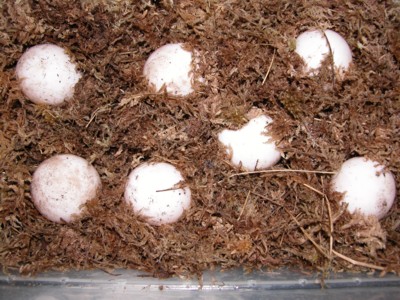 Redfoot eggs