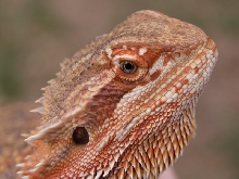 Red Beard
