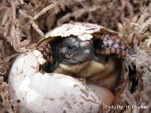 Redfoot hatching