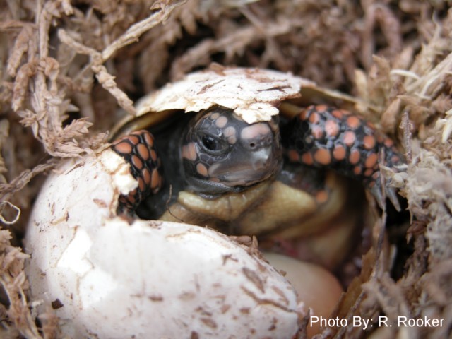 Redfoot hatching