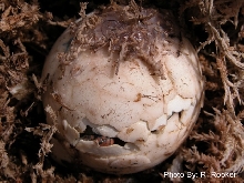 Patched Egg hatching