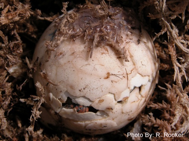 Patched Egg hatching