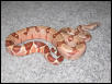 Salmon Hypo