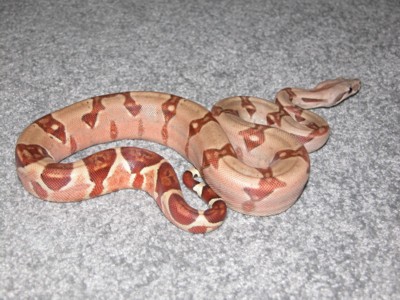 Salmon Hypo