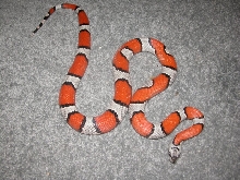 Adult Female GrayBand