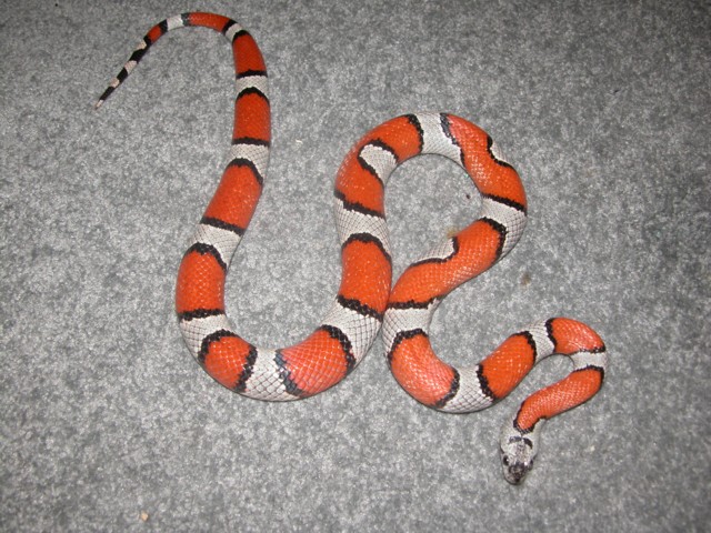 Adult Female GrayBand