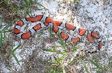 Gray-banded King