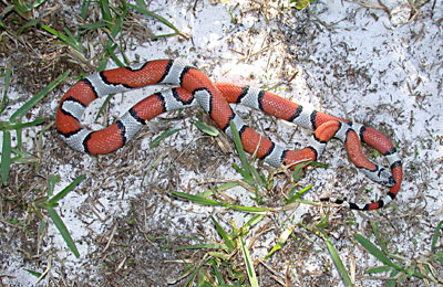 Gray-banded King