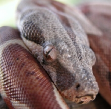 hypo