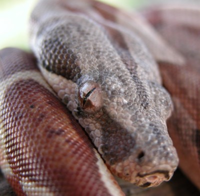 hypo