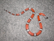 2002 Gray Band male