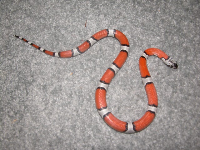 2002 Gray Band male
