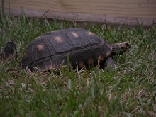 Redfoot laying eggs