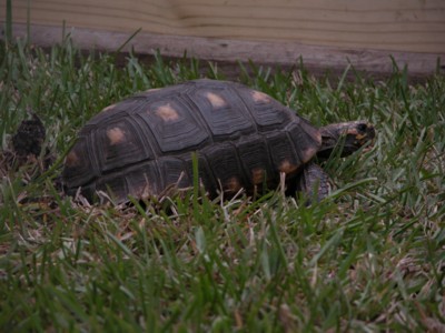 Redfoot laying eggs