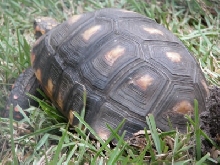 Redfoot laying