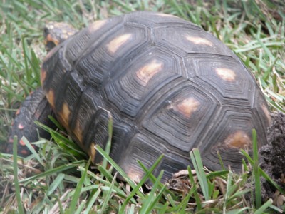 Redfoot laying