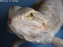 light bearded
