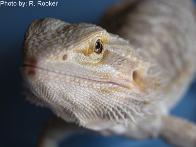 light bearded