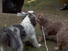 My puppies playing tug of war