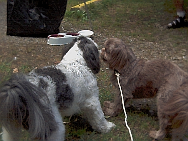 My puppies playing tug of war