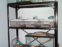 Mouse breeding tub