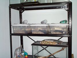 Mouse breeding tub