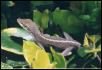 Anole