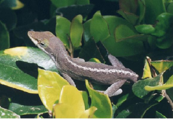 Anole