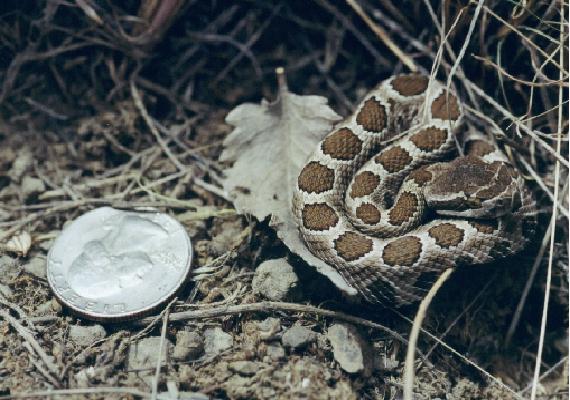 Neonate C. Viridis Oreganus