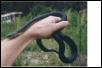Black Kingsnake
