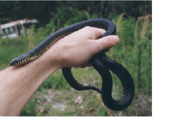 Black Kingsnake