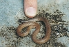 Flat-headed snake