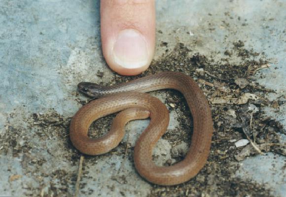 Flat-headed snake