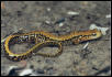 Long-tailed Salamander