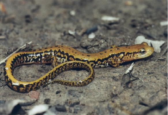 Long-tailed Salamander