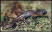 Oregon Ensatina
