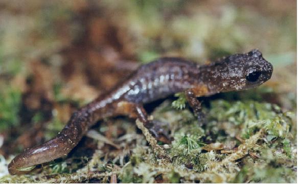 Oregon Ensatina