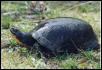 Blanding's Turtle