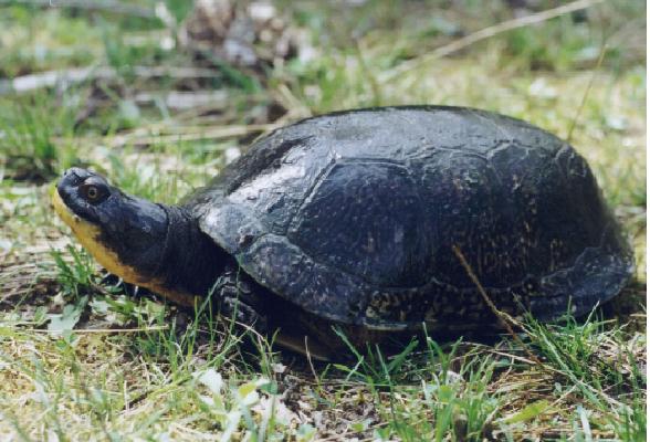 Blanding's Turtle
