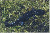 Blue-spotted Salamander