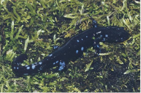 Blue-spotted Salamander