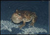 Gray Treefrog