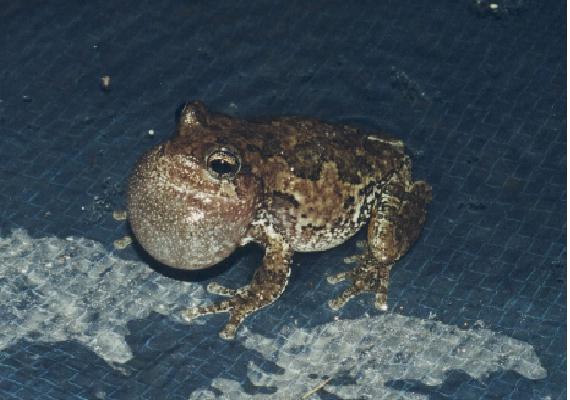 Gray Treefrog