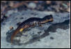 Olympic Salamander
