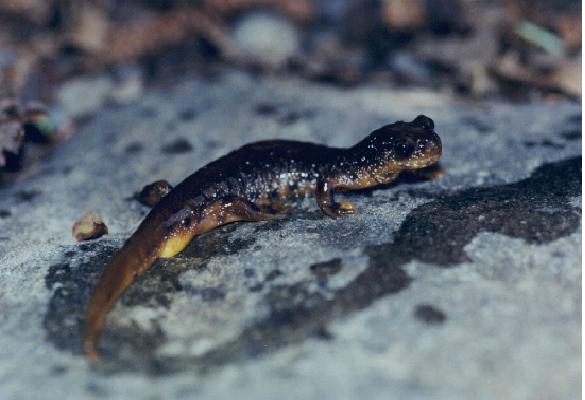 Olympic Salamander