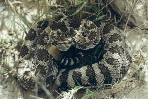 C. Viridus Oreganus